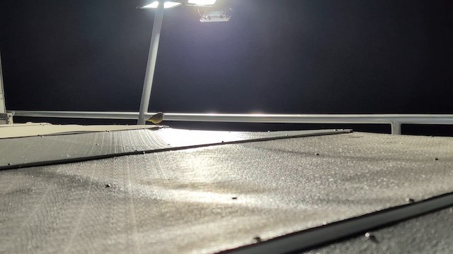 Palm Warbler (Western) - ML643026433