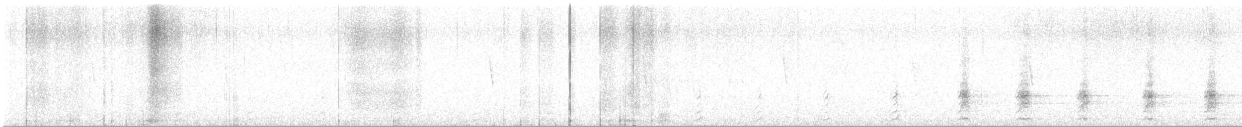 Alzavola marezzata - ML643026442