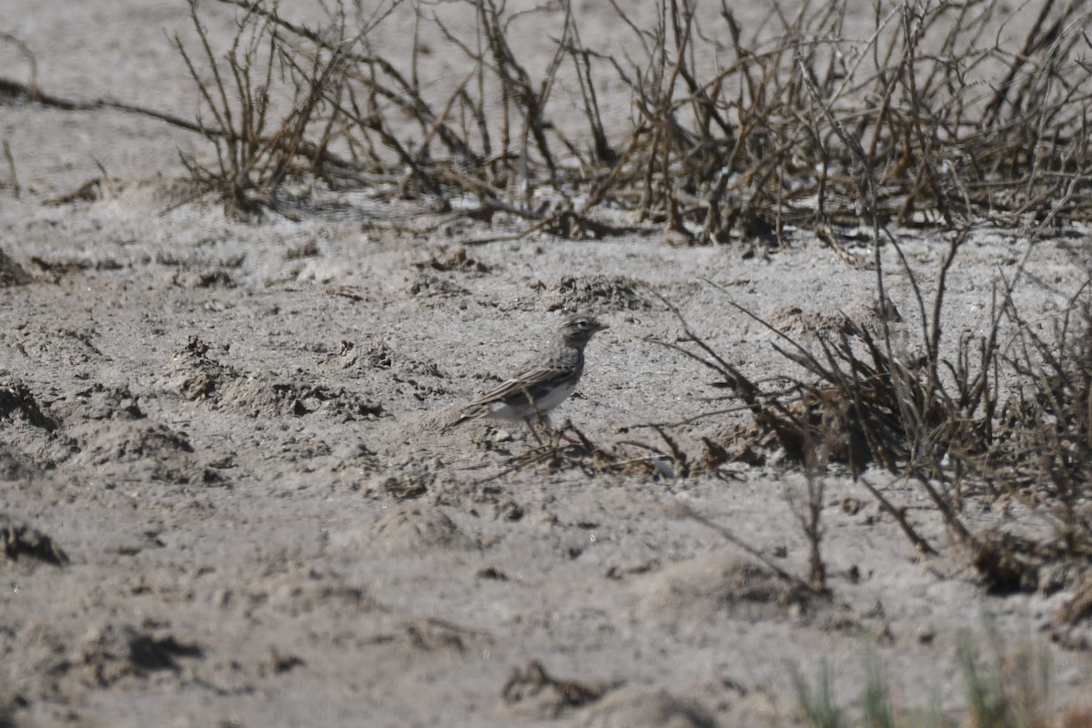 Mediterranean Short-toed Lark - ML643026450