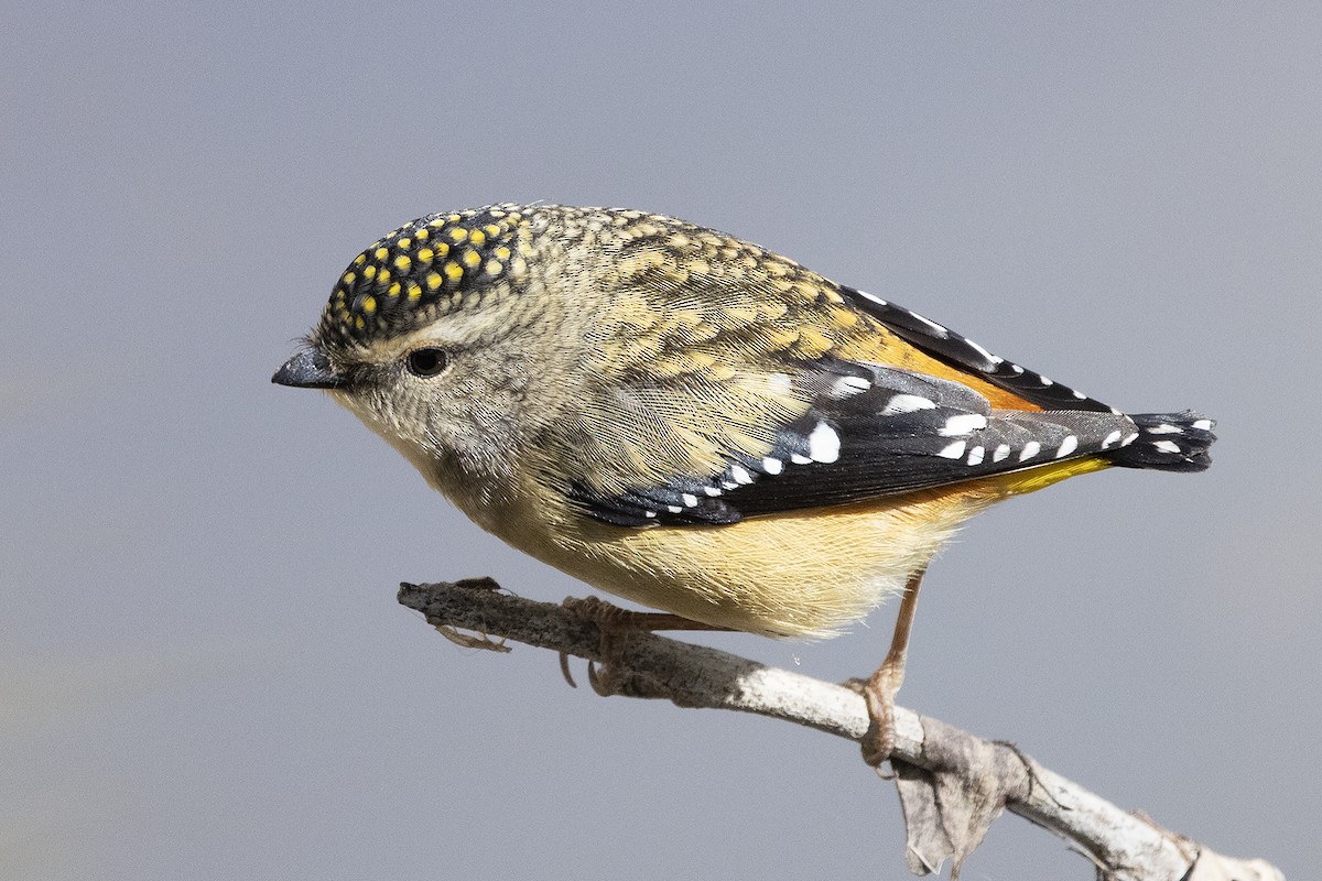 Spotted Pardalote - ML643026460