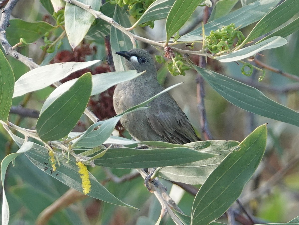 White-gaped Honeyeater - ML643026467