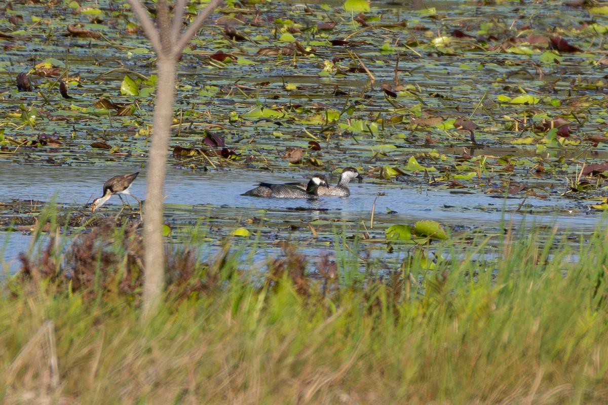 Green Pygmy-Goose - ML643026479