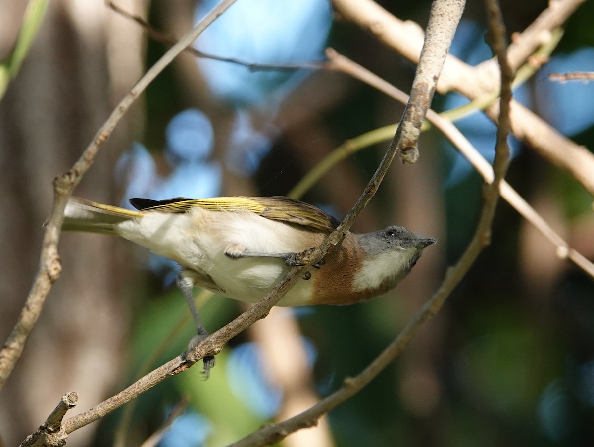 Rufous-banded Honeyeater - ML643026497