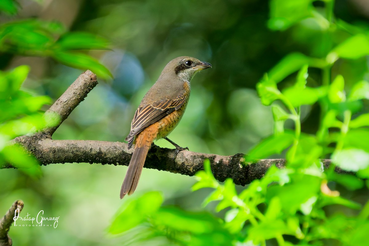 Gray-backed Shrike - ML643026524