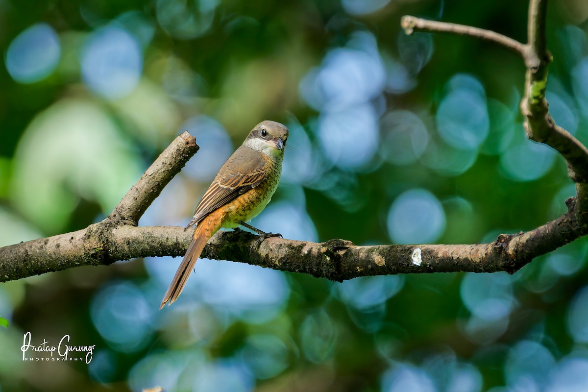 Gray-backed Shrike - ML643026525