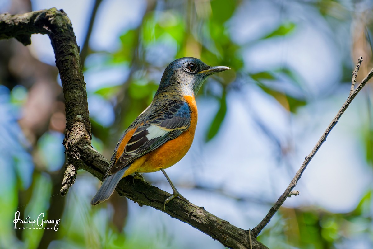 Blue-capped Rock-Thrush - ML643026540