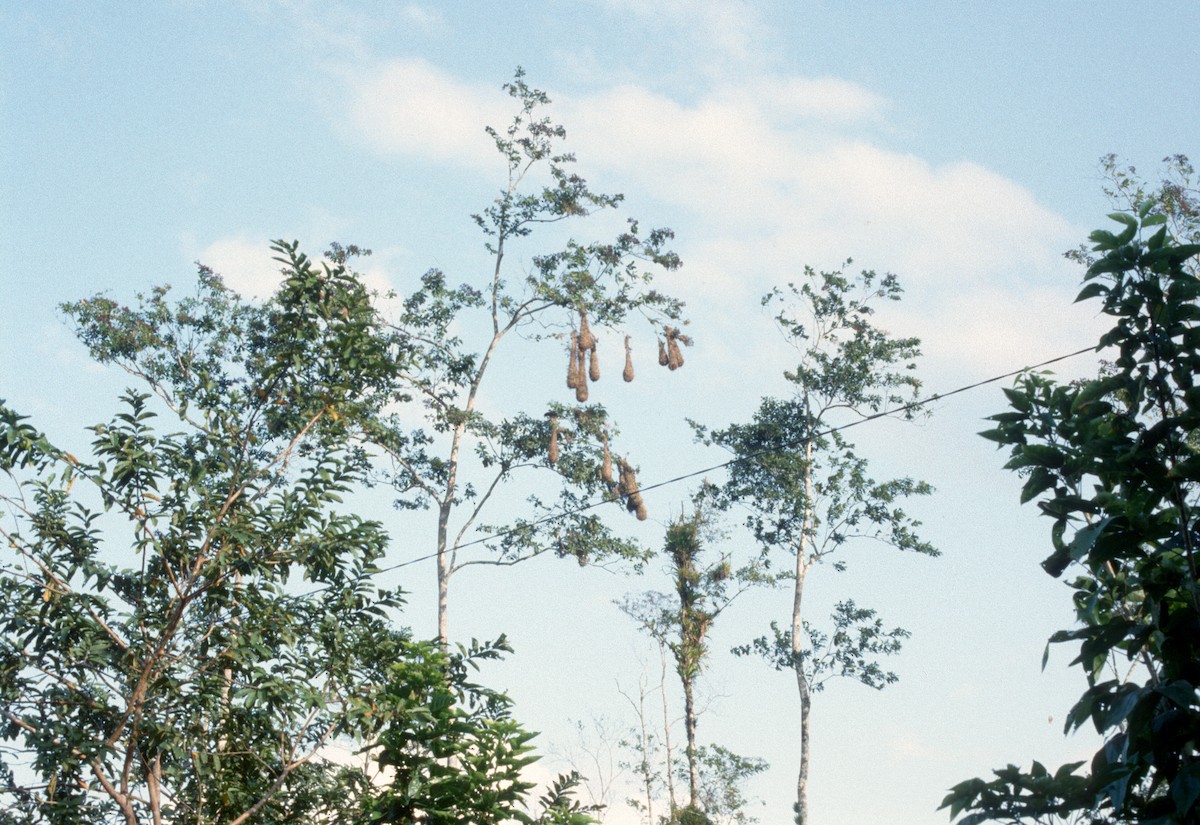 montezumaoropendola - ML643026541