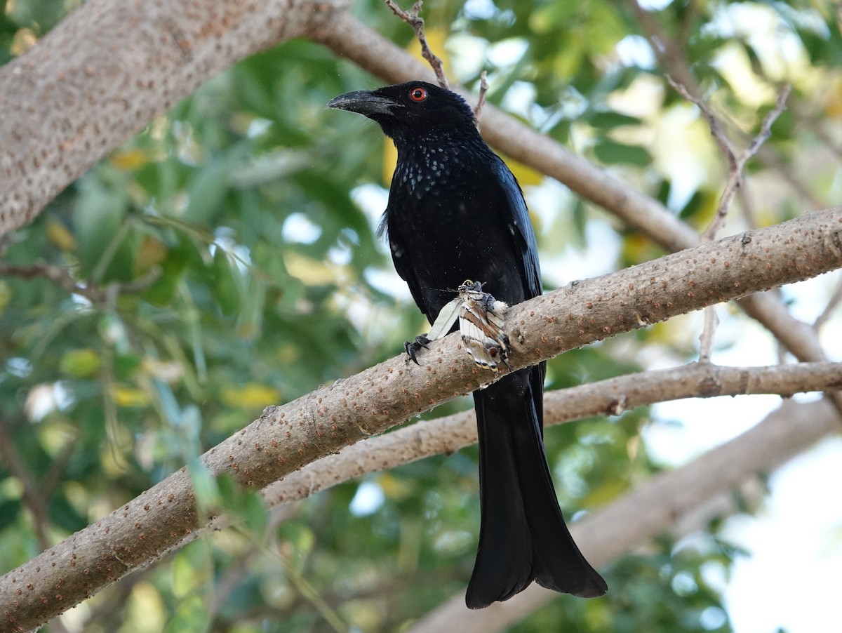 Drongo pailleté (groupe bracteatus) - ML643026572