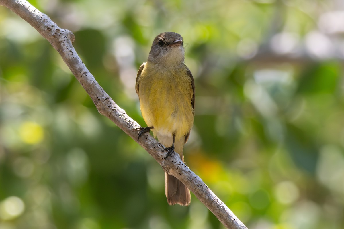 Lemon-bellied Flyrobin (Lemon-bellied) - ML643026583