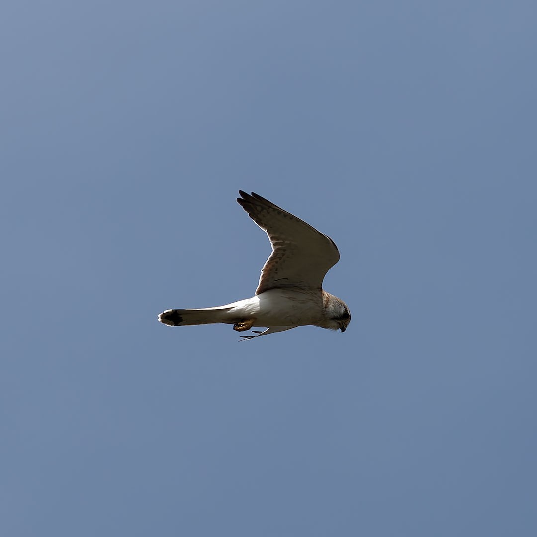 Nankeen Kestrel - ML643026596