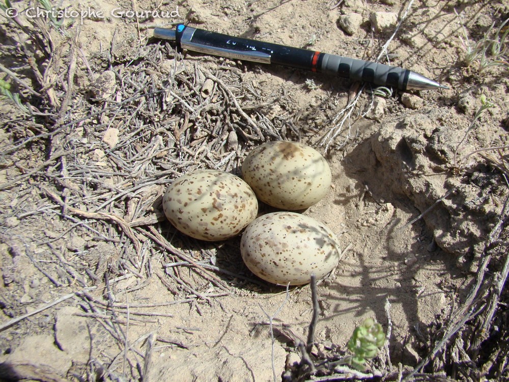 Pallas's Sandgrouse - Christophe Gouraud