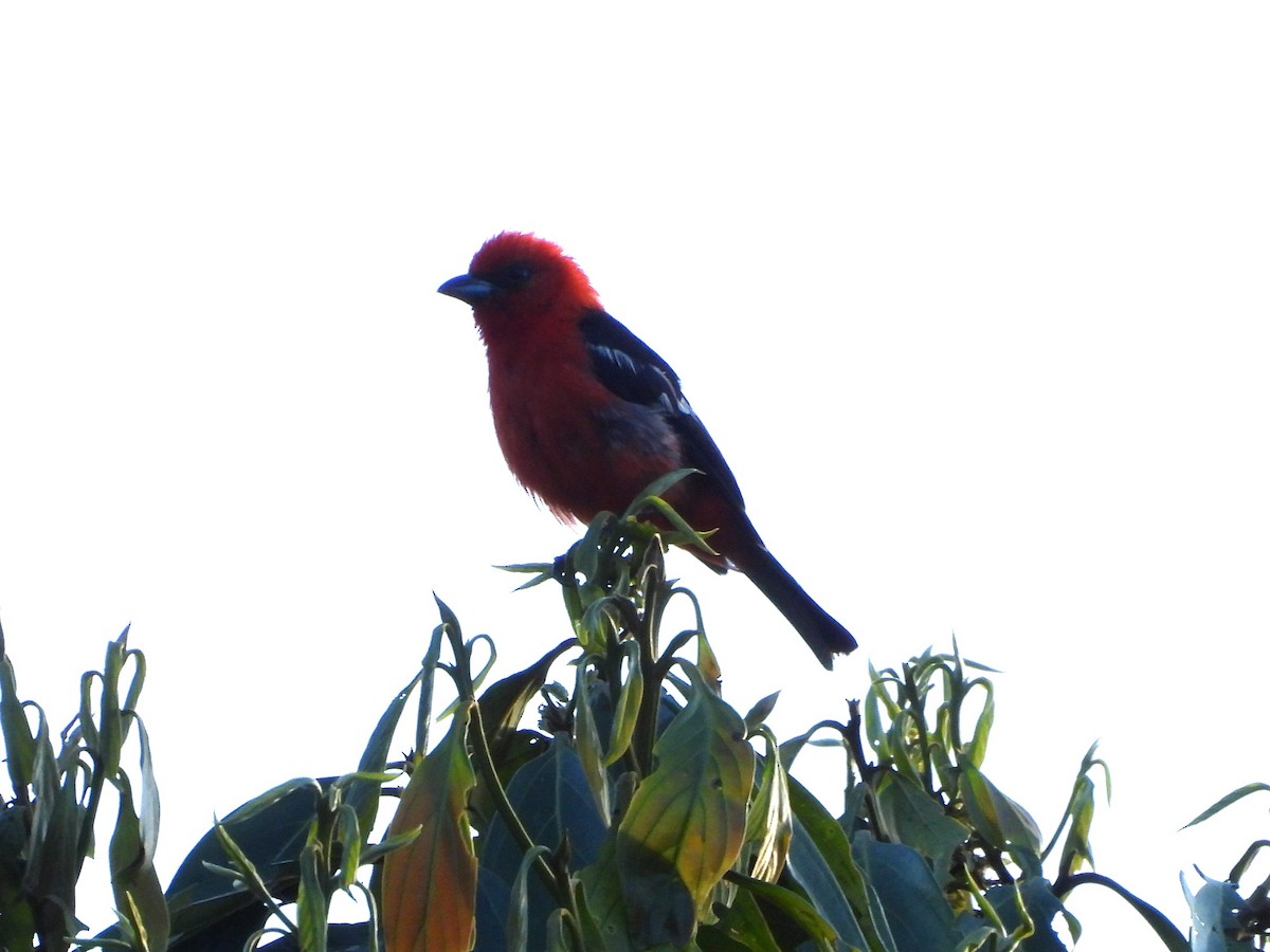 White-winged Tanager - ML643026616