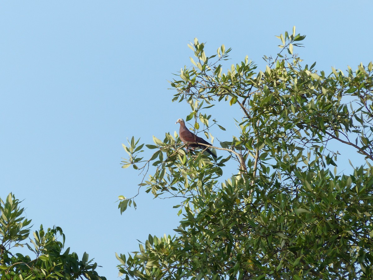 Pale-capped Pigeon - ML643026625