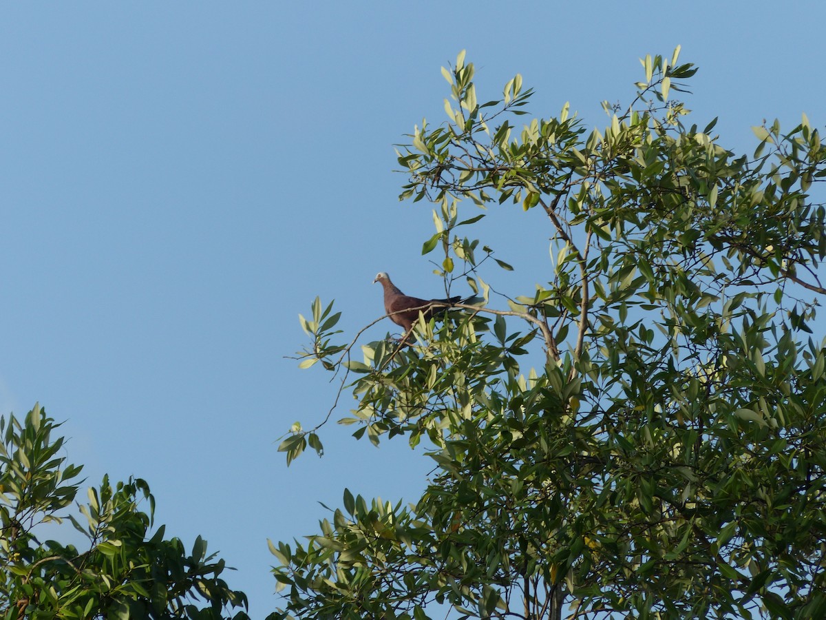 Pale-capped Pigeon - ML643026628