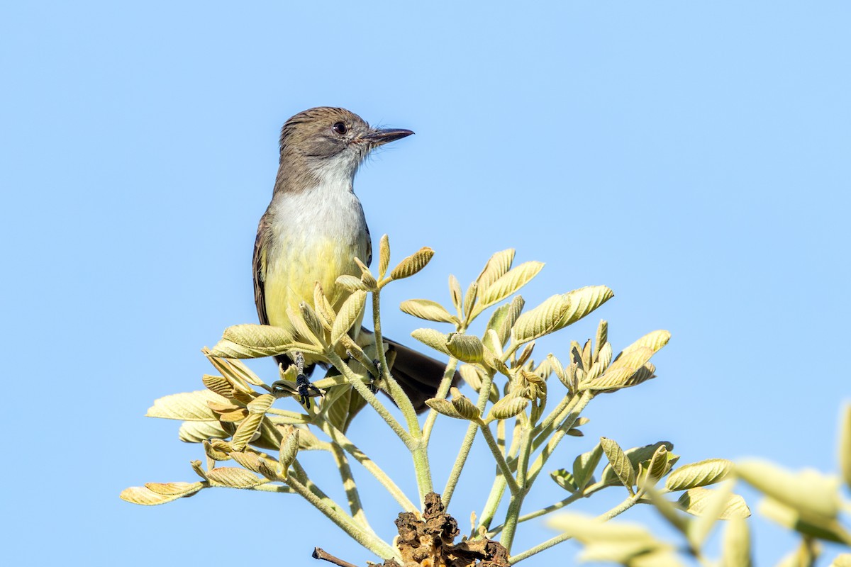 Short-crested Flycatcher - ML643026629