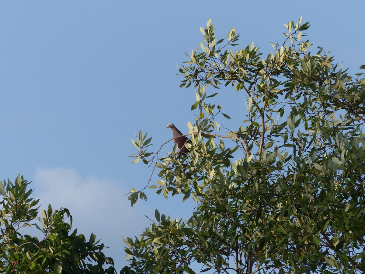 Pale-capped Pigeon - ML643026630