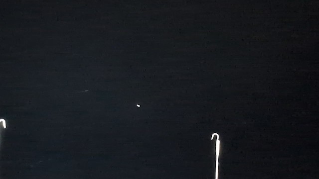 paruline sp. - ML643026638