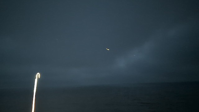 paruline sp. - ML643026640