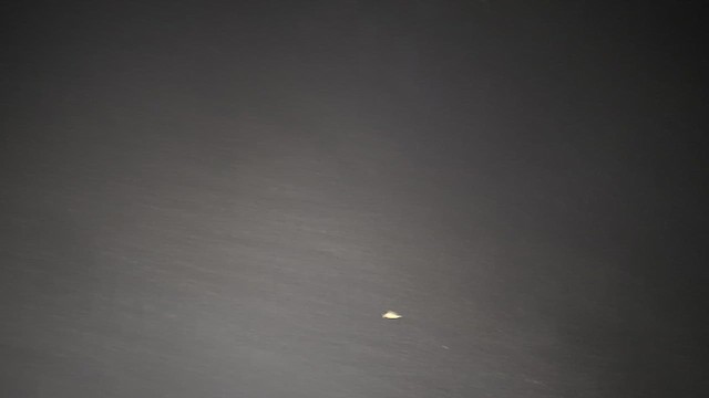 paruline sp. - ML643026641