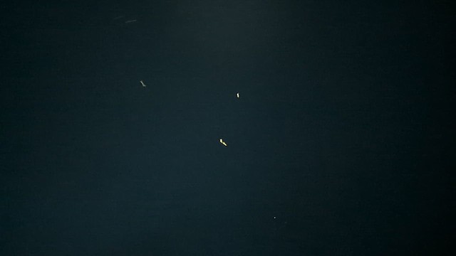 paruline sp. - ML643026642