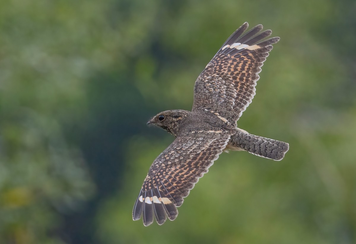 Savanna Nightjar - ML643026670