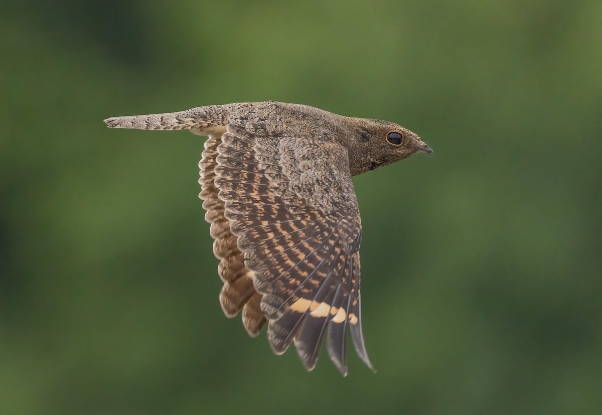 Savanna Nightjar - ML643026671