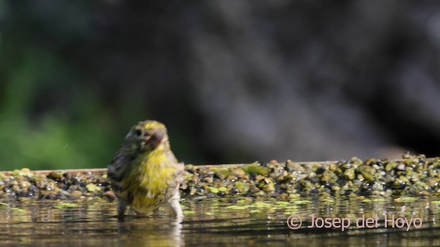 European Serin - ML643026676