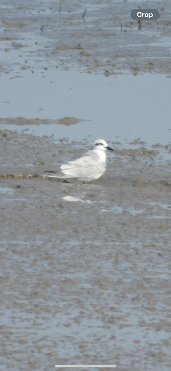 Gull-billed Tern - ML643026677