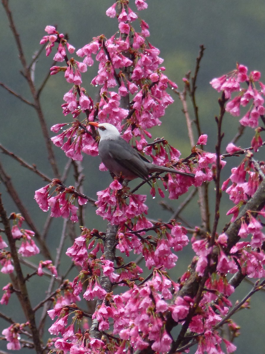 White-headed Bulbul - ML643026689