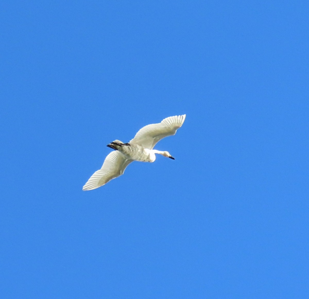 Tundra Swan - ML643026702