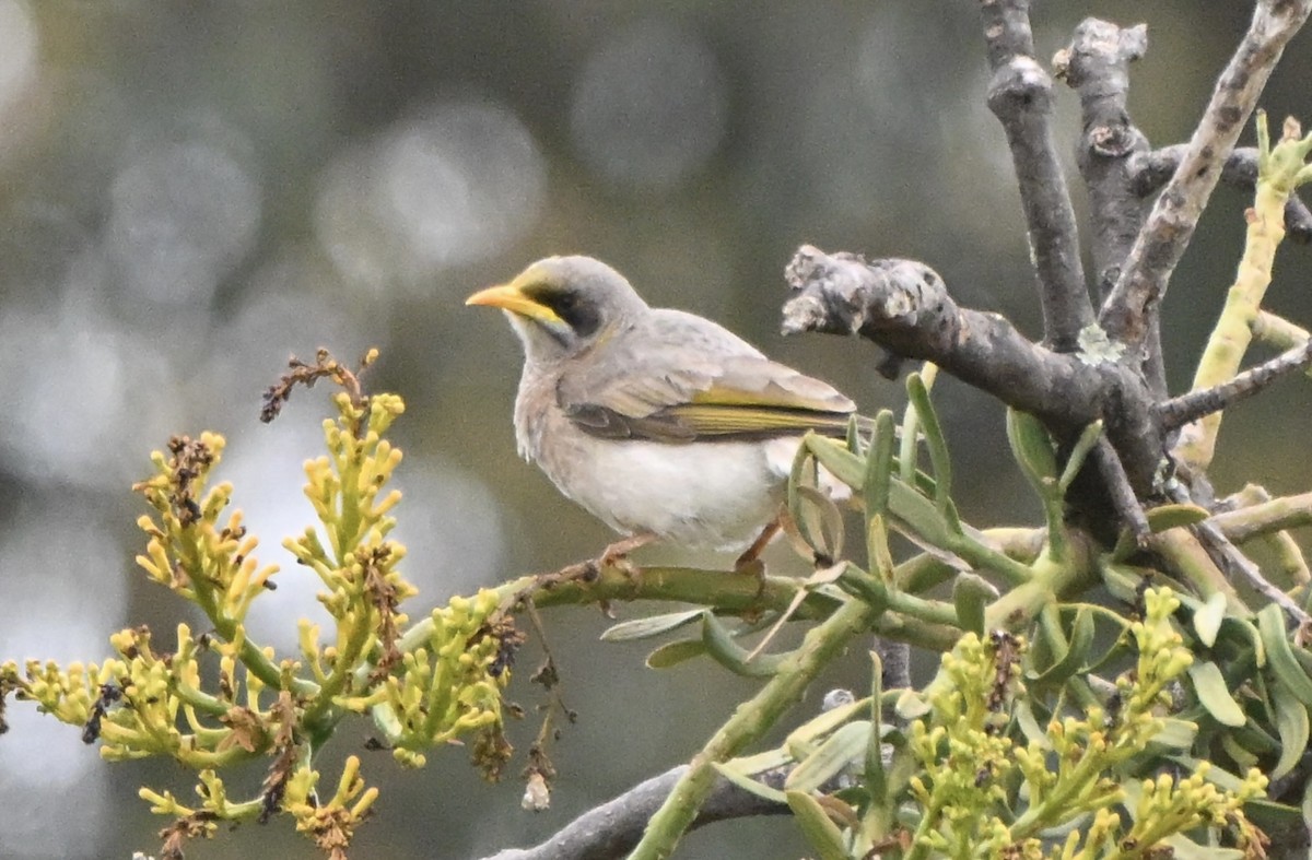 Yellow-throated Miner - ML643026726