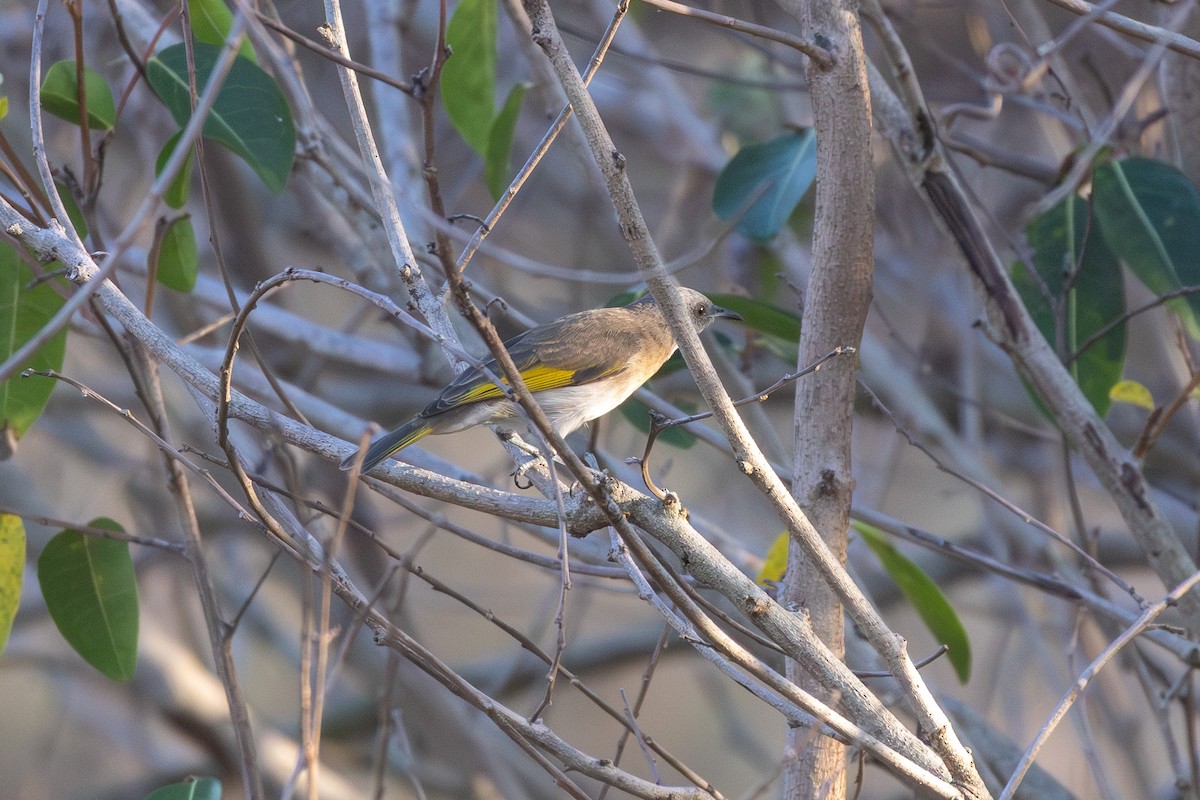 Rufous-banded Honeyeater - ML643026731