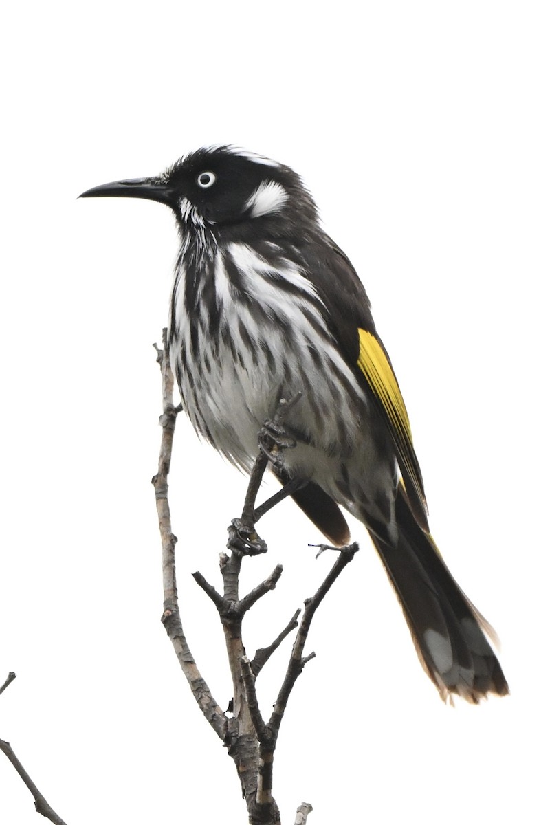 New Holland Honeyeater - ML643026732