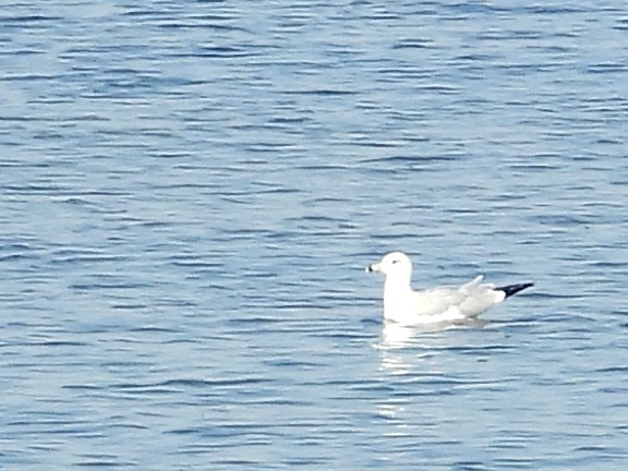Halkalı Martı - ML643026754