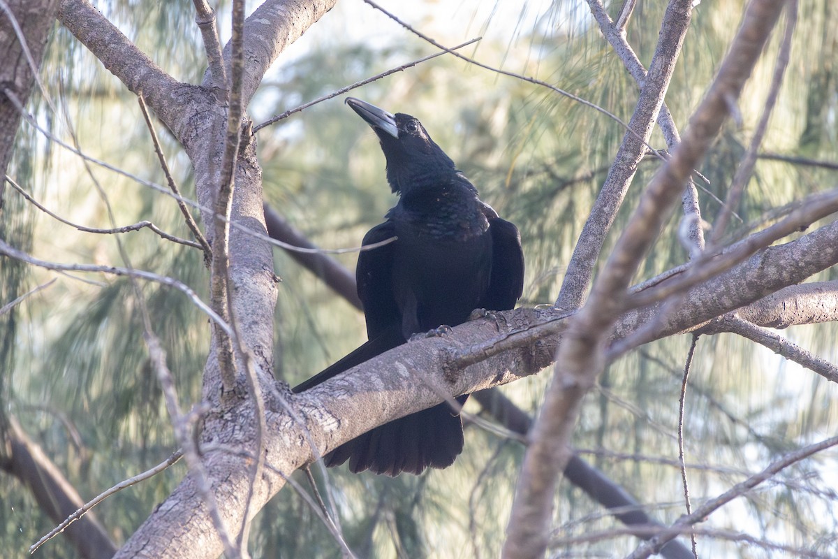 Black Butcherbird - ML643026772