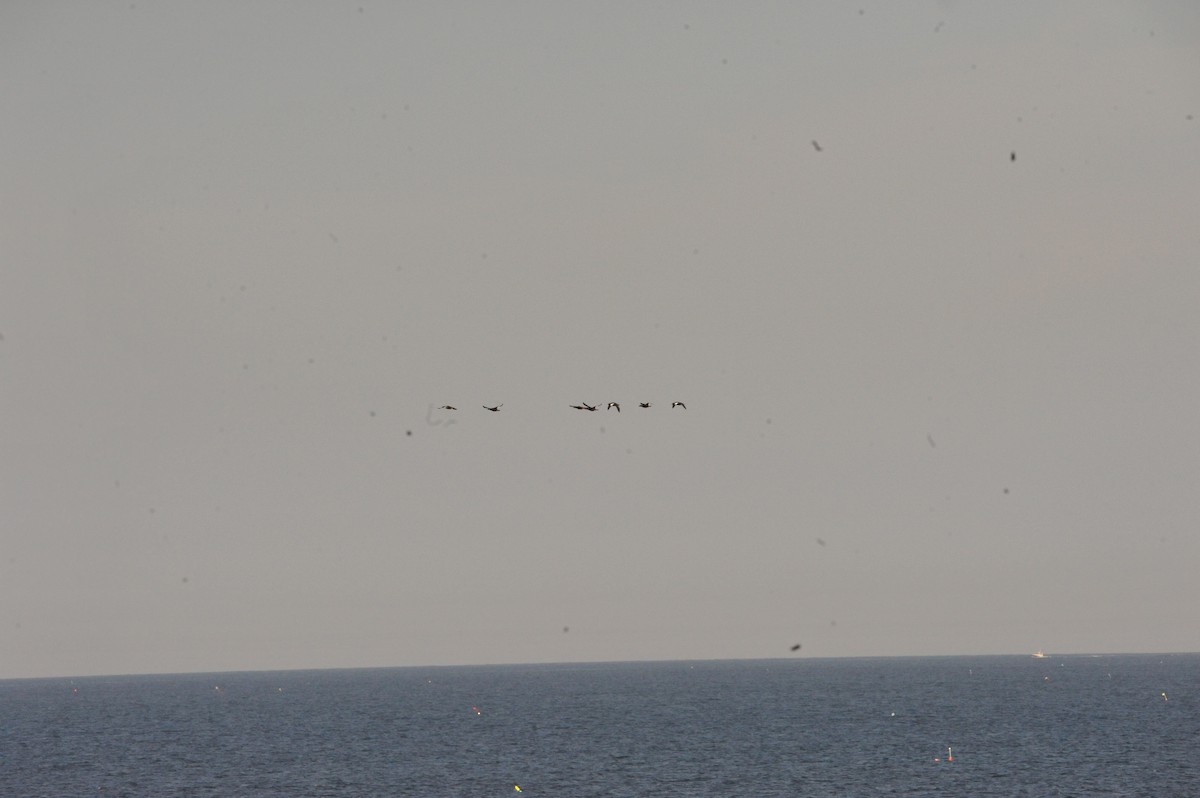 White-winged Scoter - ML643026778