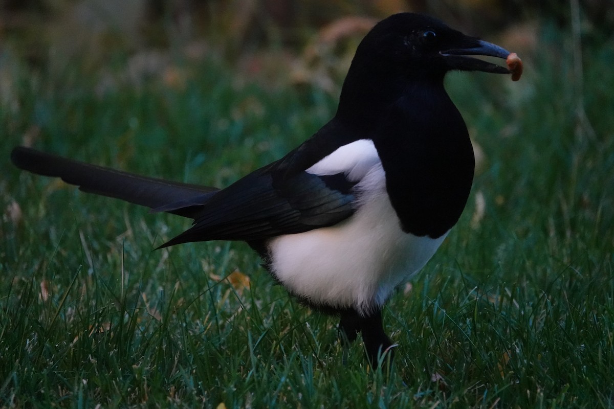 Black-billed Magpie - ML643026796