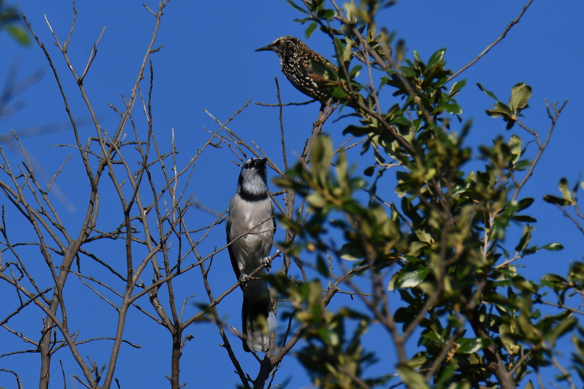 Blue Jay - ML643026797