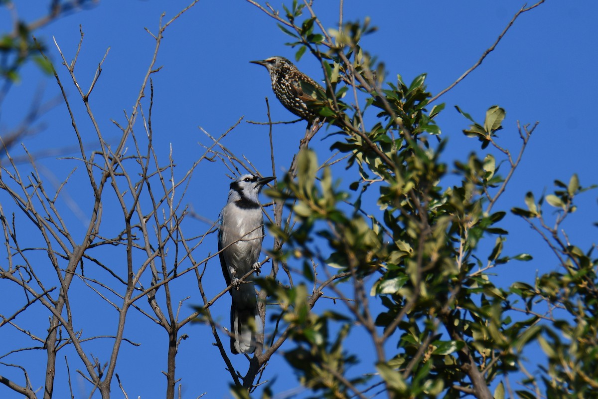 Blue Jay - ML643026798