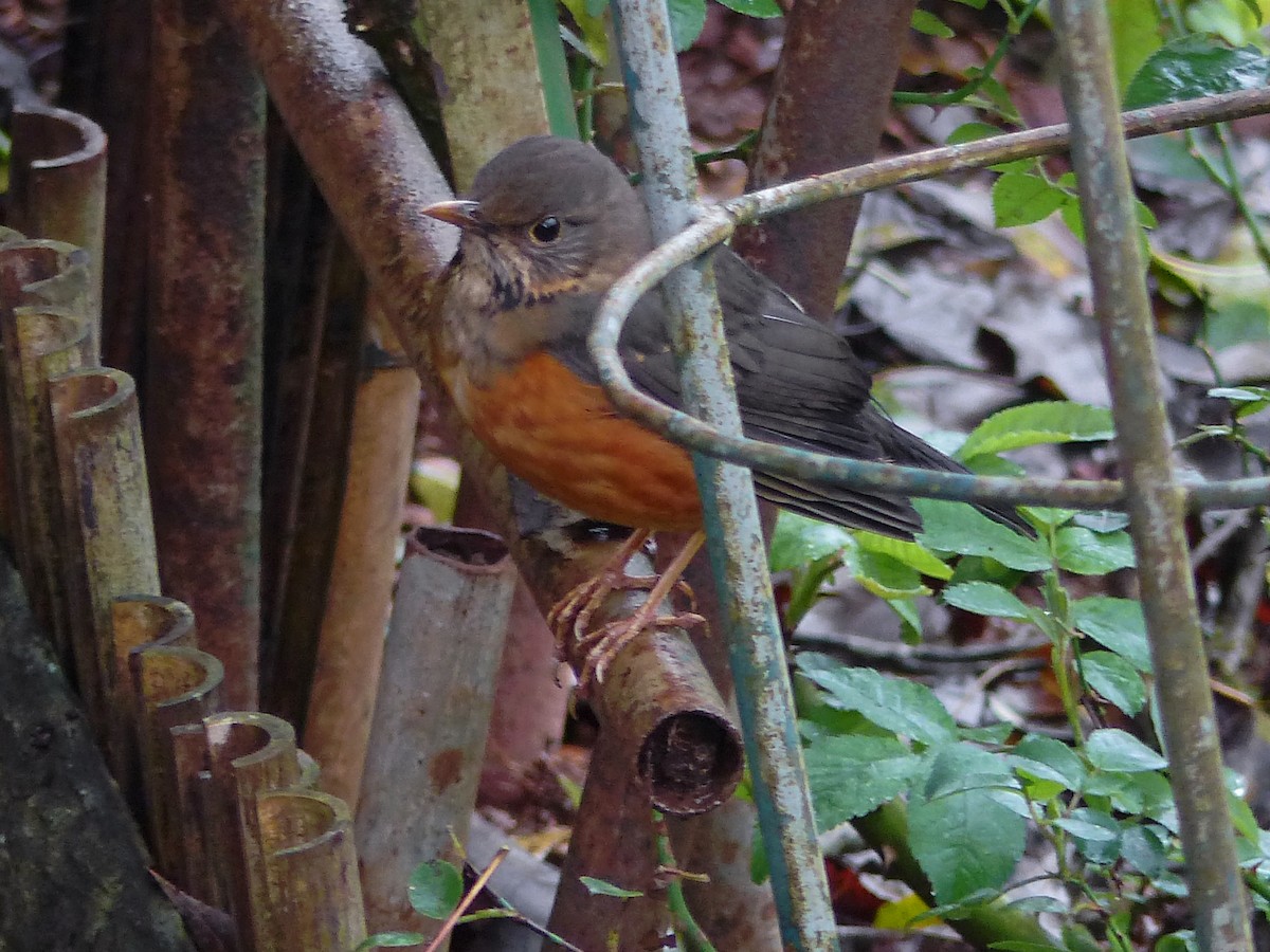 Black-breasted Thrush - ML643026803