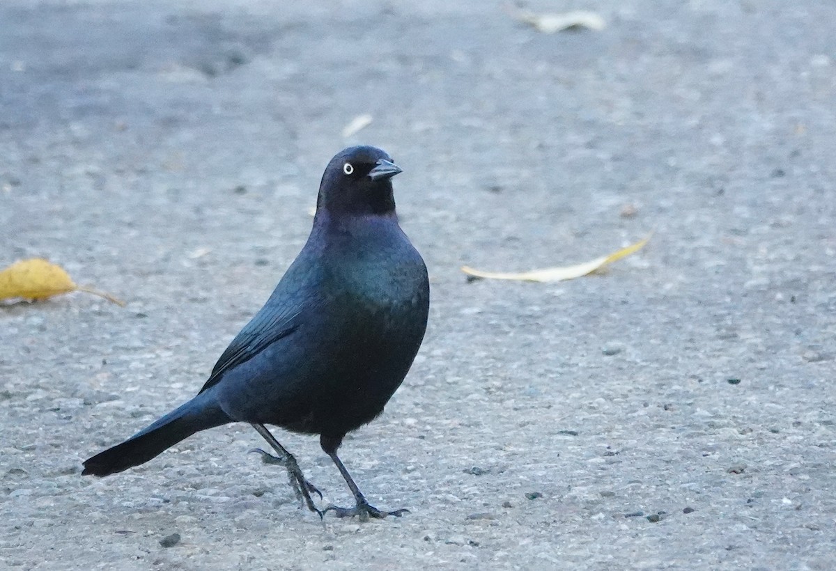 Brewer's Blackbird - ML643026805
