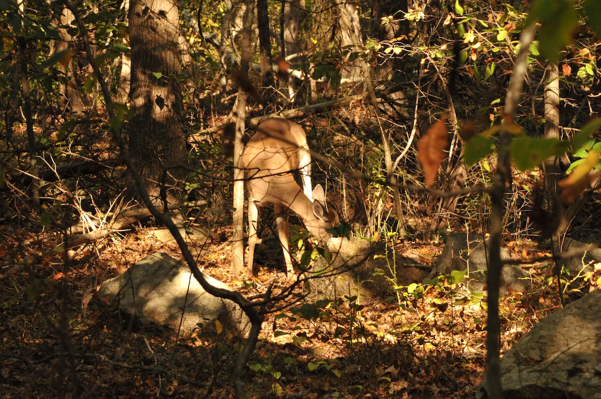 Animals - ML643026806