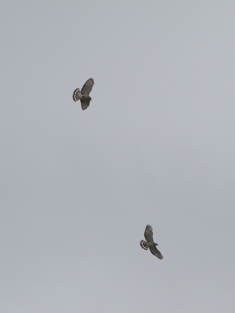 Broad-winged Hawk - ML643026808