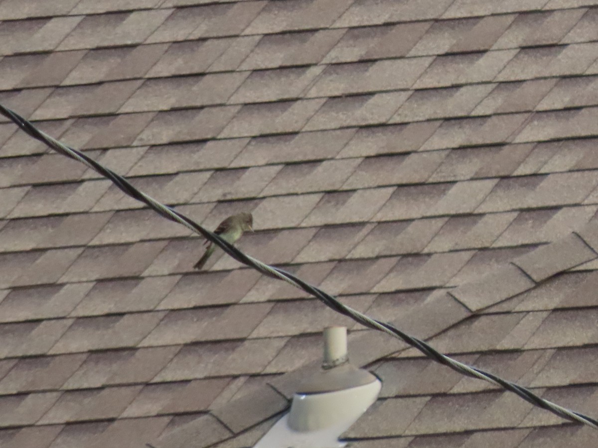 Eastern Wood-Pewee - ML643026810