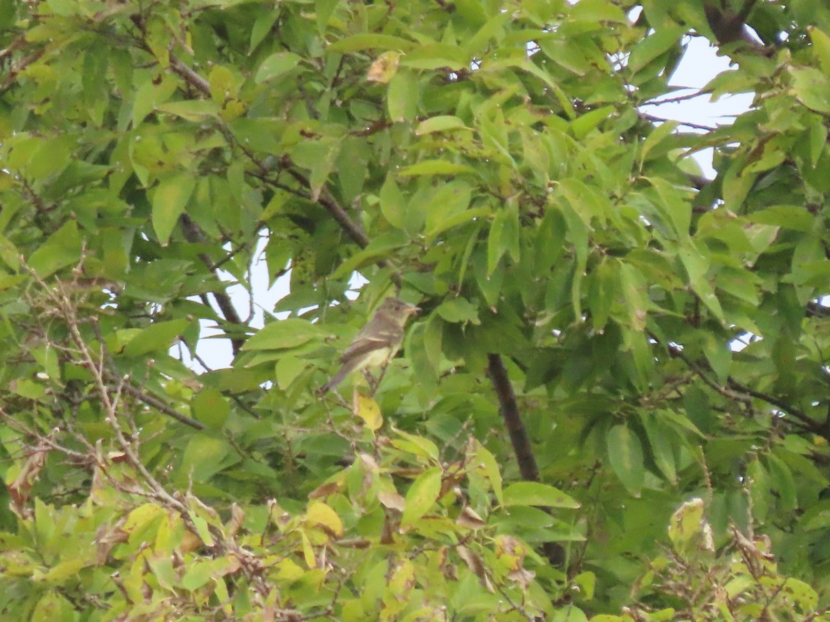 Eastern Wood-Pewee - ML643026811