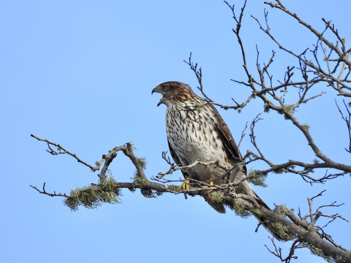 Cooper's Hawk - ML643026822