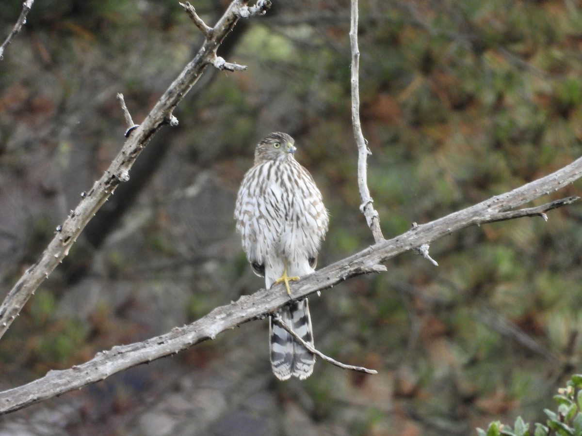 Cooper's Hawk - ML643026823