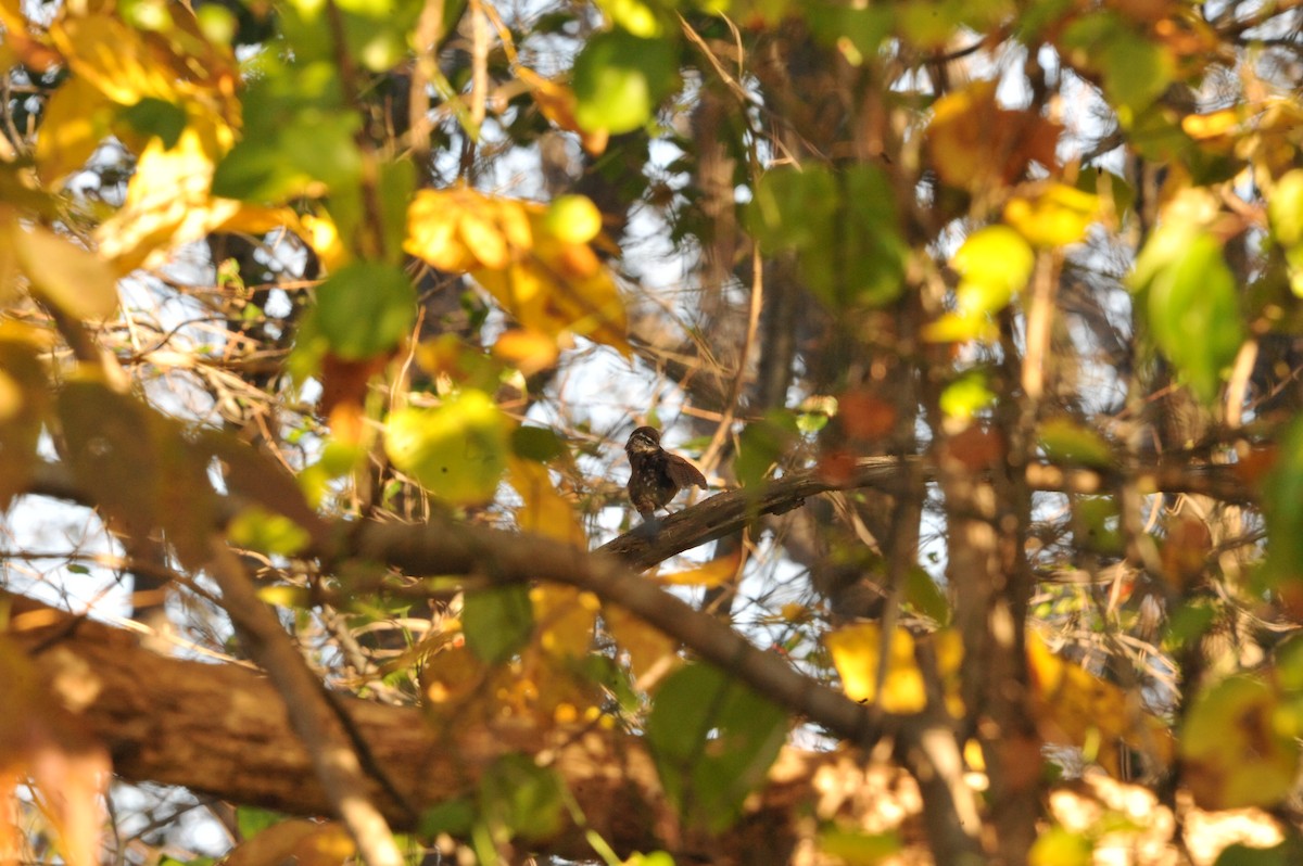 Carolina Wren - ML643026824