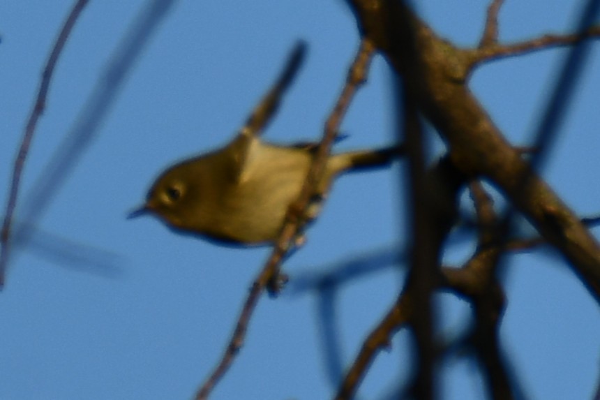 Ruby-crowned Kinglet - ML643026826