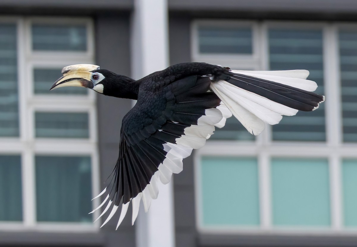 Oriental Pied-Hornbill - ML643026833